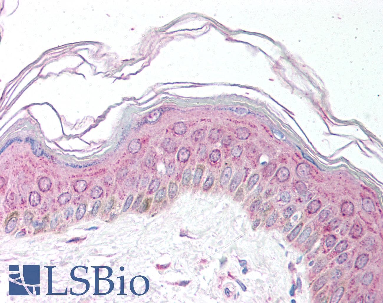 IHC-plus™ MDH1 Antibody