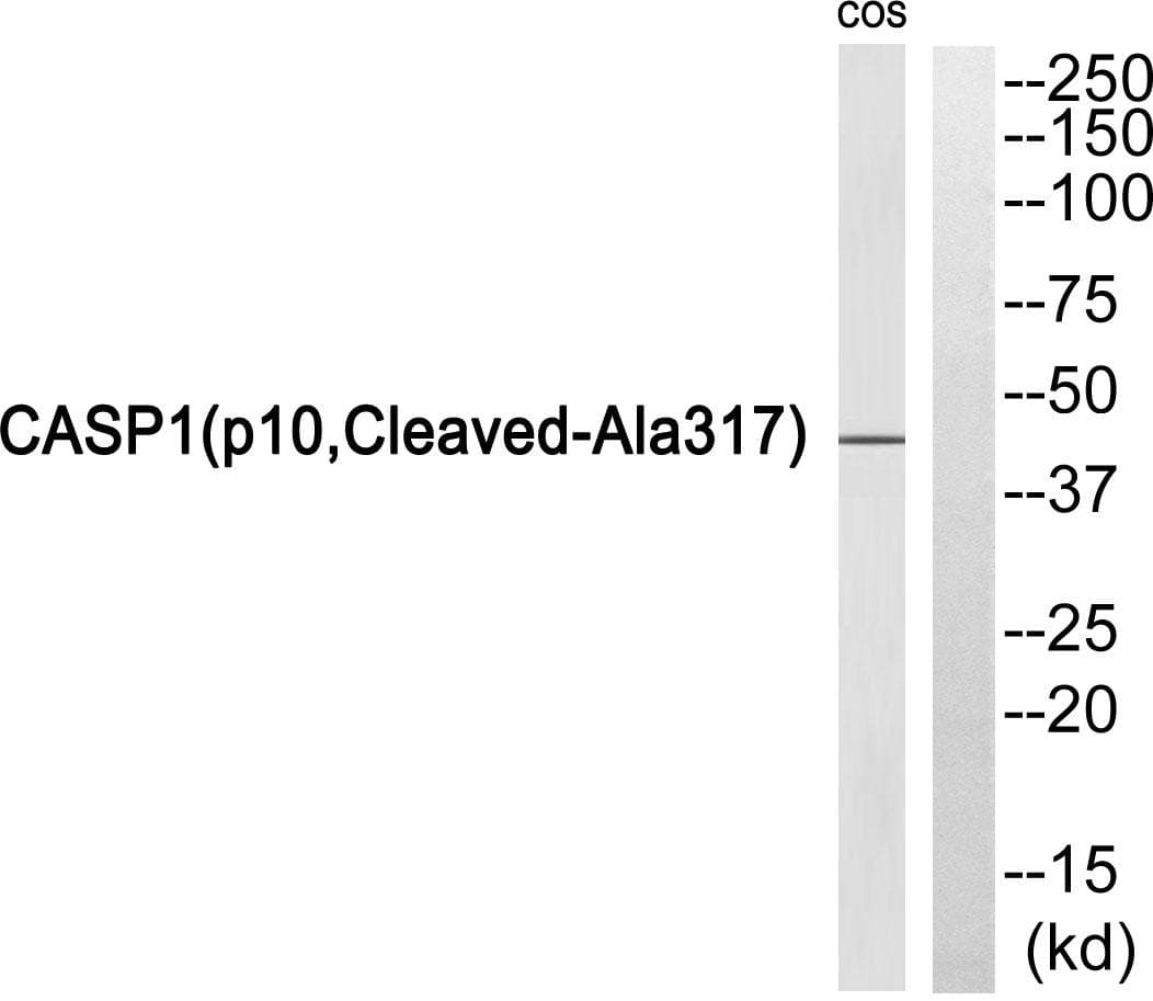 CASP1 / Caspase 1 Antibody (p10, Cleaved-Ala317)