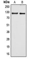 ARHGEF1 Antibody (Internal)