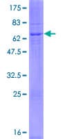 Human DEGS2 Protein (Recombinant GST)