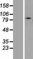 Human ZNF180 Protein (Over-Expression Lysate Myc-DDK (Flag))