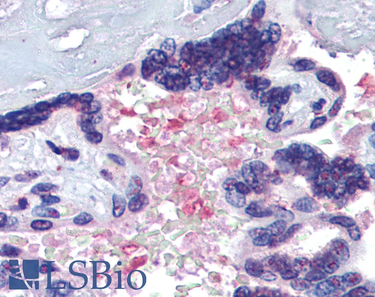 IHC-plus™ HPX / Hemopexin Antibody (aa32-45)