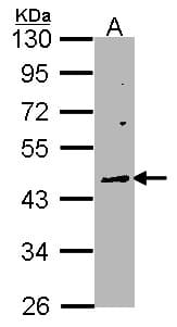 WNT10A Antibody (aa47-271)