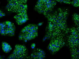 KIAA0153 / TTLL12 Antibody (clone OTI4E3, Carrier-free)