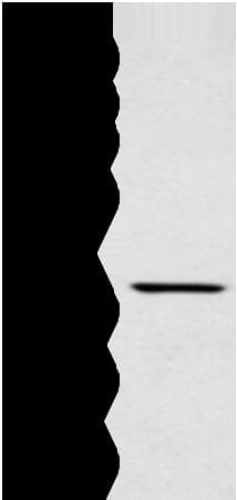 MAFA Antibody