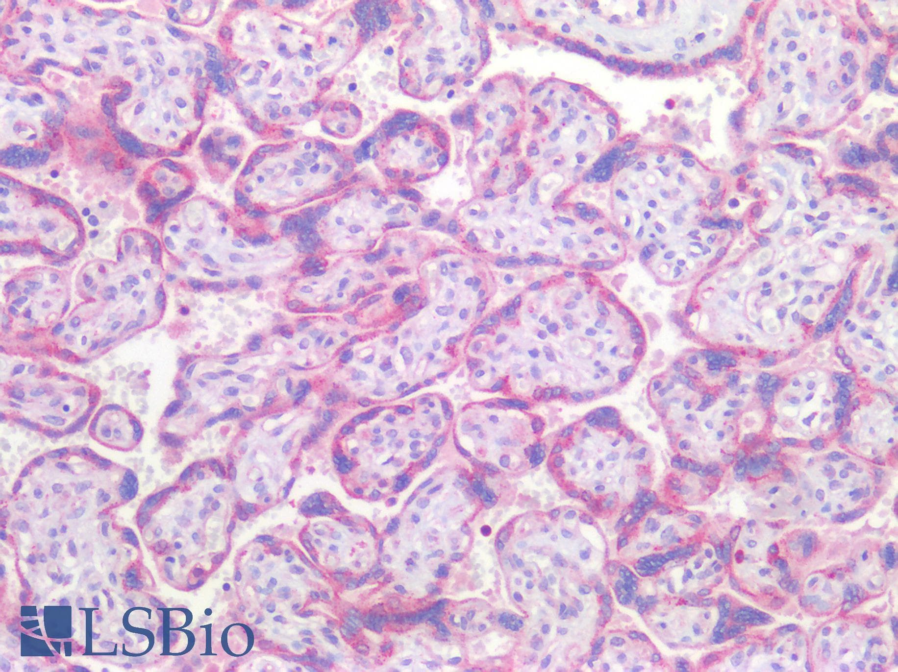 Polyclonal Rabbit anti-Human TGFB3 / TGF Beta3 Antibody (aa24-300, IHC, WB)