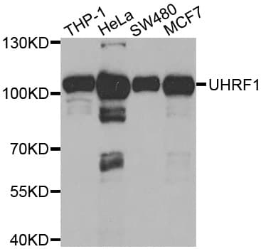 UHRF1 Antibody