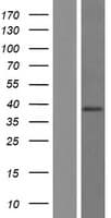 RASSF5 / RAPL Protein (Over-Expression Lysate Myc-DDK (Flag))