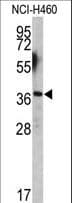 IHC-plus™ EN2 Antibody (aa243-271)