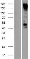PCDH9 Protein (Over-Expression Lysate Myc-DDK (Flag))