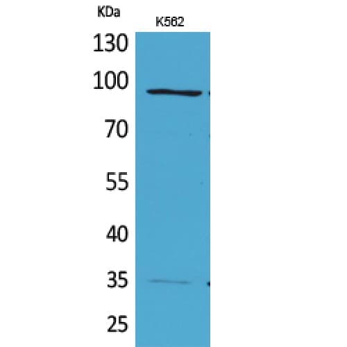 MCM3 Antibody (631-680 aa, Internal)
