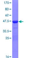 Human ZNF81 Protein (Recombinant GST)
