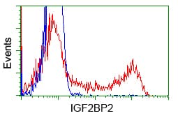 IGF2BP2 Antibody (clone OTI5G3)
