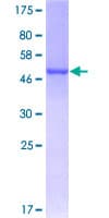 Human GSTM5-5 / GSTM5 Protein (Recombinant GST)