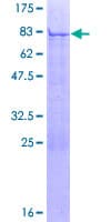 Human PTRF / CAVIN Protein (Recombinant GST)