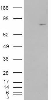 IHC-plus™ MEPCE Antibody (aa408-420)