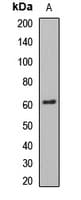 GLYR1 Antibody