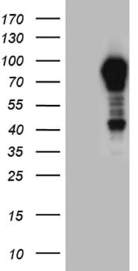 OTUD7B / Cezanne Antibody (aa449-729, clone OTI3D10, Carrier-free)