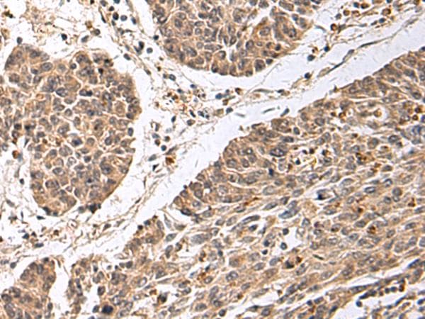 CD24 Antibody