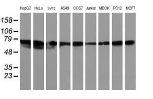 LRRC50 Antibody (clone OTI2C4, Carrier-free)