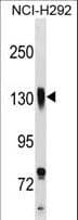ITGB1 / Integrin Beta 1 / CD29 Antibody (aa759-785)