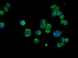 NME4 Antibody (clone OTI4F10)