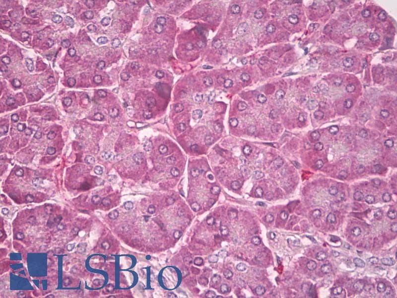 PLTP Antibody (C-Terminus)
