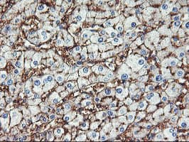 Monoclonal Mouse anti-Human ENPEP / Aminopeptidase A Antibody (clone OTI1D4, IHC, IF, WB)