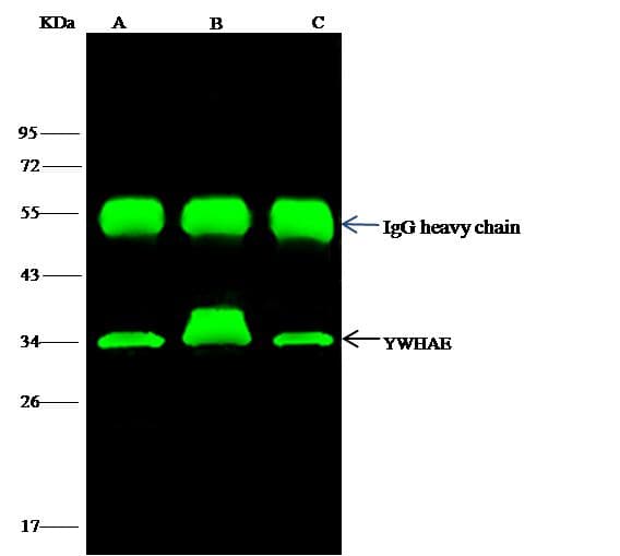 YWHAE / 14-3-3 Epsilon Antibody (Preservative Free)