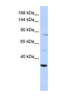 AHNAK2 Antibody (C-Terminus)