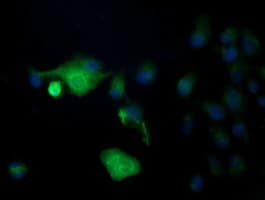 DEF6 Antibody (clone OTI3B2)