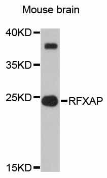 Polyclonal Rabbit anti-Human RFXAP Antibody (WB)