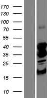 STK19 Protein (Over-Expression Lysate Myc-DDK (Flag))