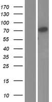 LPO / Lactoperoxidase Protein (Over-Expression Lysate Myc-DDK (Flag))