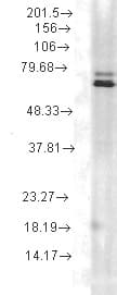 HSP70 / Heat Shock Protein 70 Antibody (clone 5A5, PerCP)