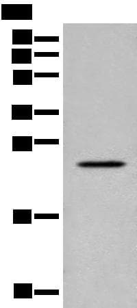 CARD16 / COP Antibody
