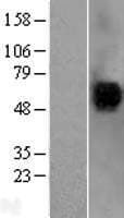 CD4 Protein (Over-Expression Lysate Myc-DDK (Flag))