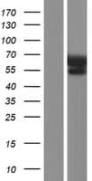 IGF2BP2 Protein (Over-Expression Lysate Myc-DDK (Flag))