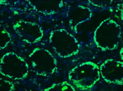 IHC-plus™ LMNB1 / Lamin B1 Antibody (clone 119D5-F1)