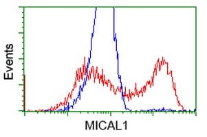 MICAL1 / MICAL Antibody (clone OTI3C6)