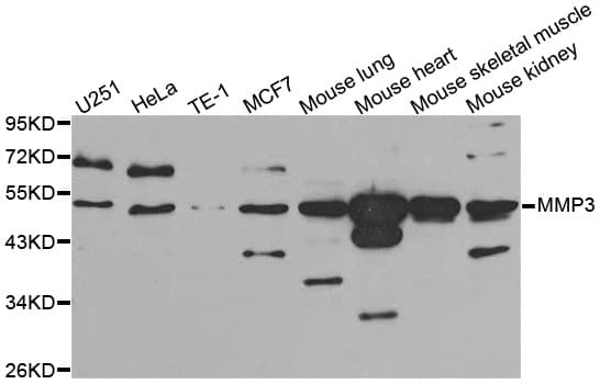 MMP3 Antibody