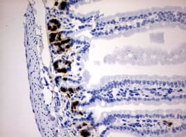 IdU / Iododeoxyuridine Antibody (clone 2B10)