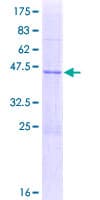Human APOBEC3H Protein (Recombinant GST)