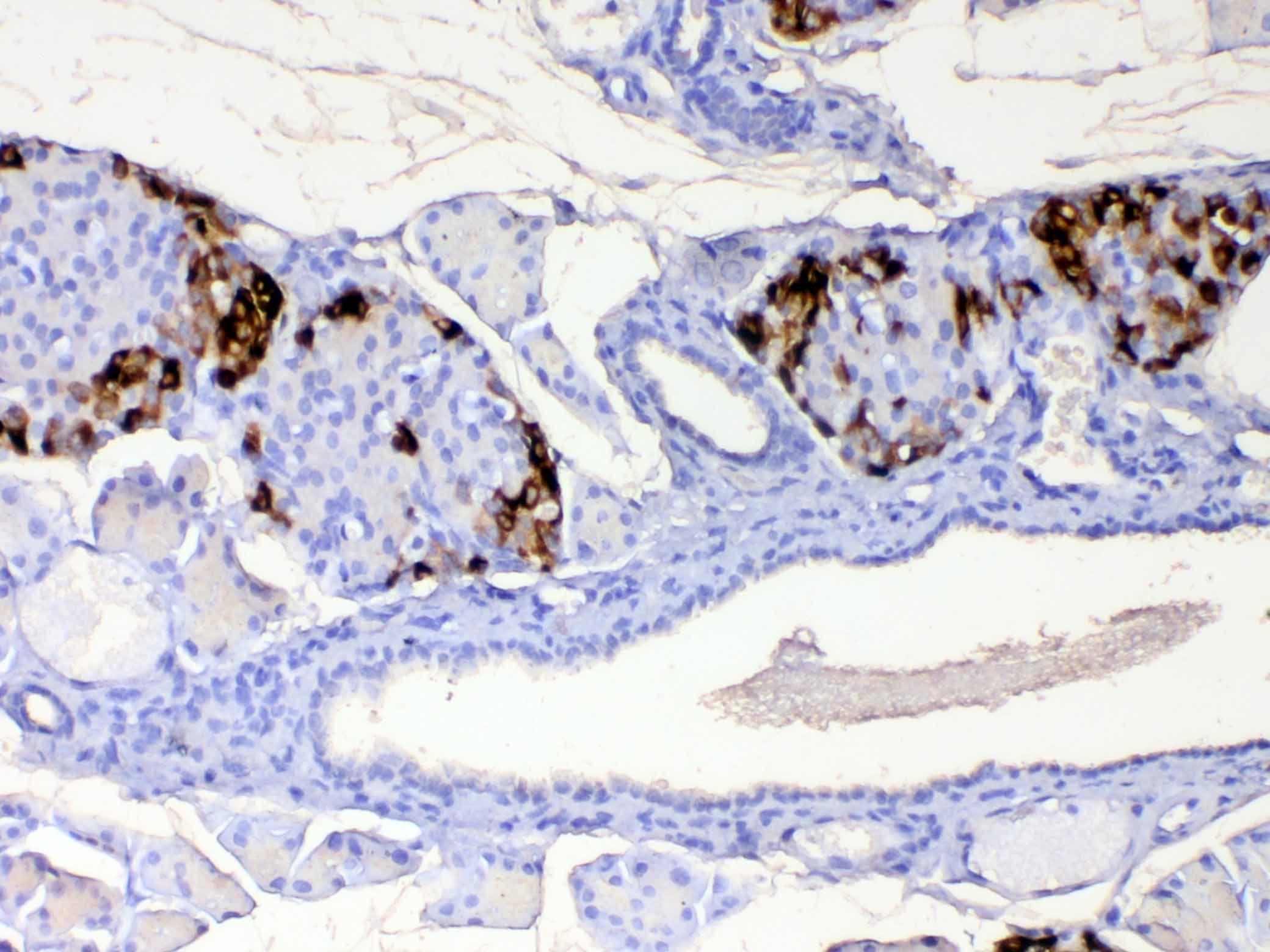 Polyclonal Rabbit anti-Mouse RBP4 Antibody (IHC, WB)