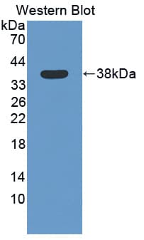 STAP1 / BRDG1 Antibody (aa1-297, PE)