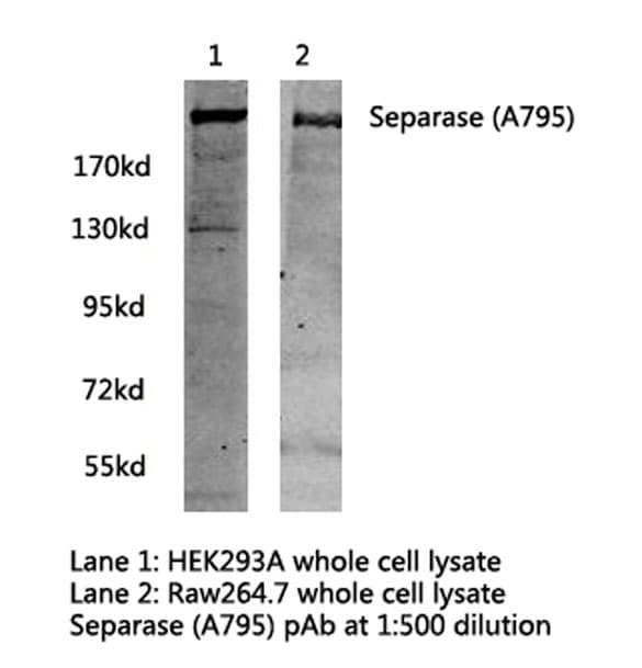 Polyclonal Rabbit anti-Human ESPL1 / Separase Antibody (Ala795, WB)