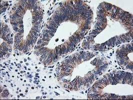 SSR1 Antibody (clone OTI4C7, Carrier-free)