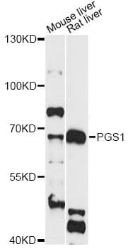 PGS1 Antibody