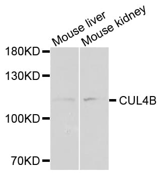 Cullin 4B / CUL4B Antibody