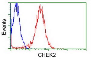 CHEK2 / CHK2 Antibody (clone OTI10G7)